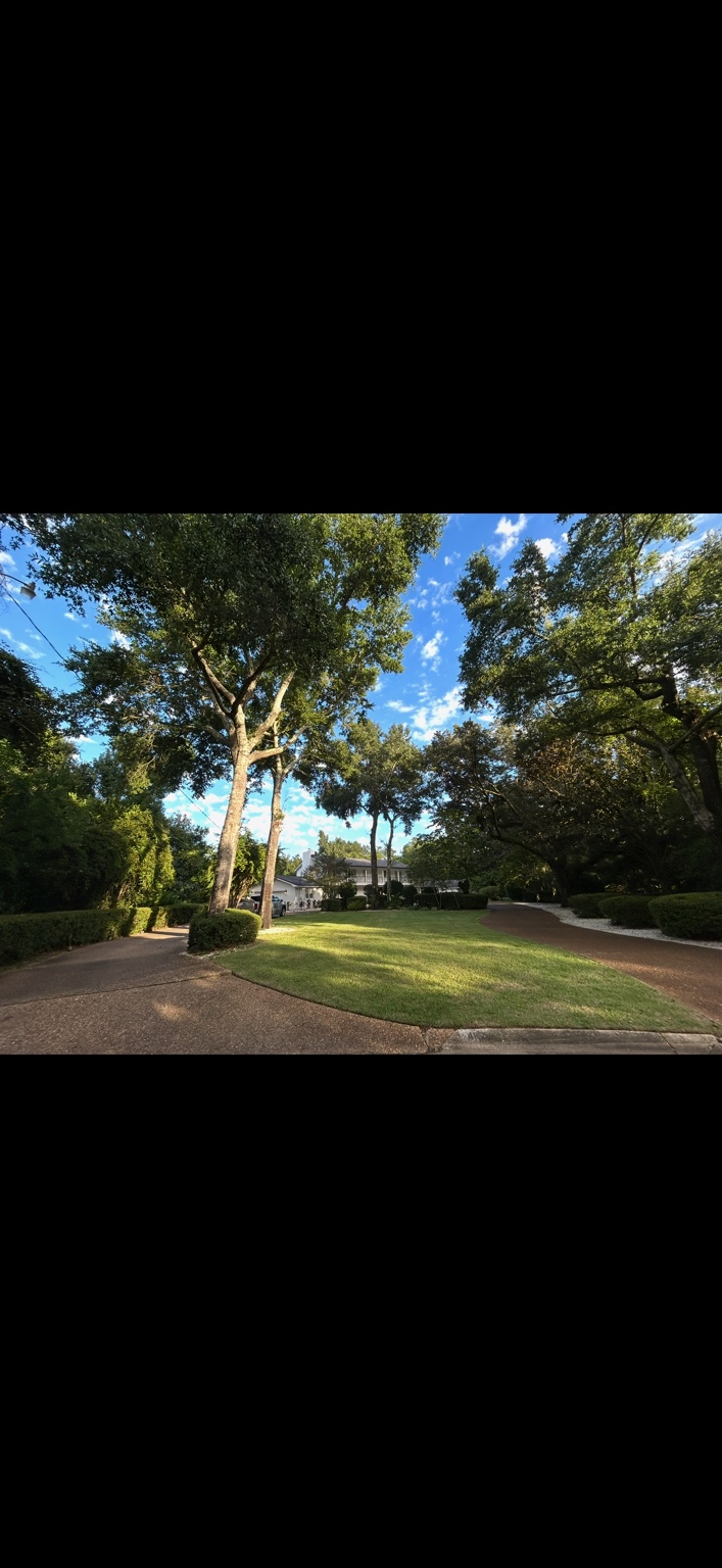 Lawn, trimmed shrubs and mature trees bordered by a curved driveway