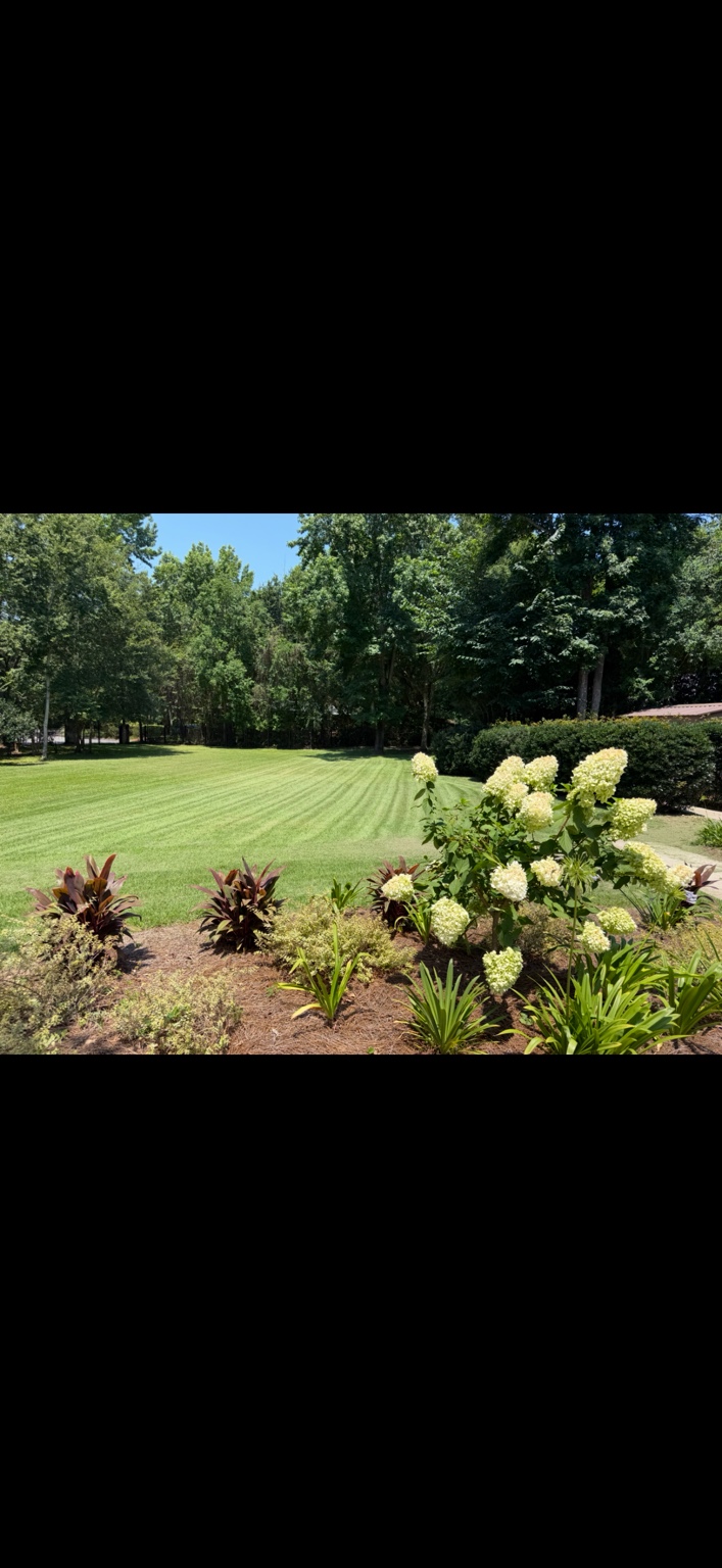 Striped green lawn behind a mulched planting bed with flowering shrubs